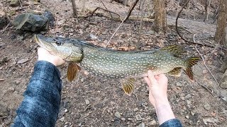 Prespawn River Fishing FAT Northern Pike and Smallmouth Bass