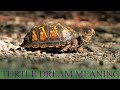 The Symbolism and Interpretation of Turtle Dreams: Insights and Meanings