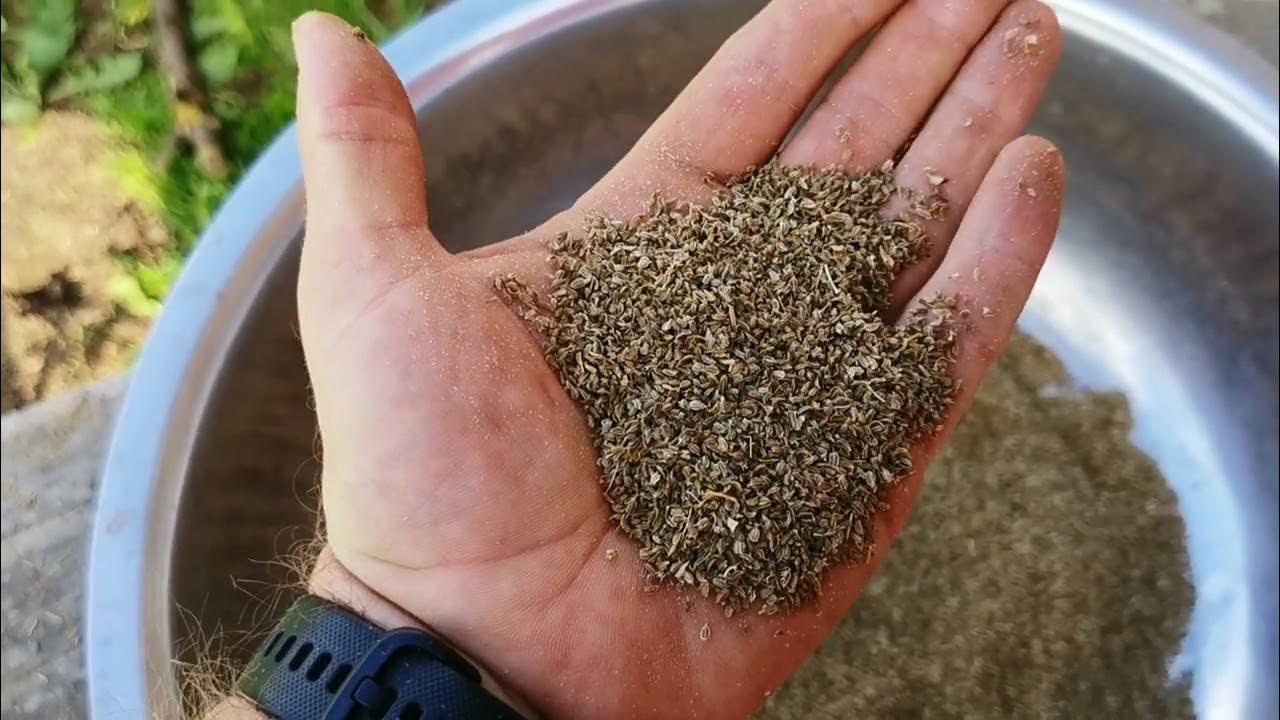 Семена покрытые волокнами. Чем барботировать семена. Канихуа. Silky smooth flaxseed geg. Какие бывают семена.