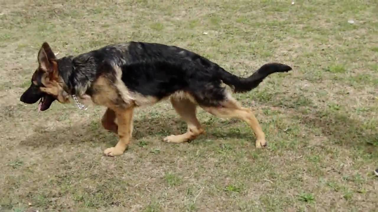 german shepherd back legs not working