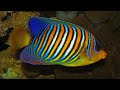 Facts the regal angelfish