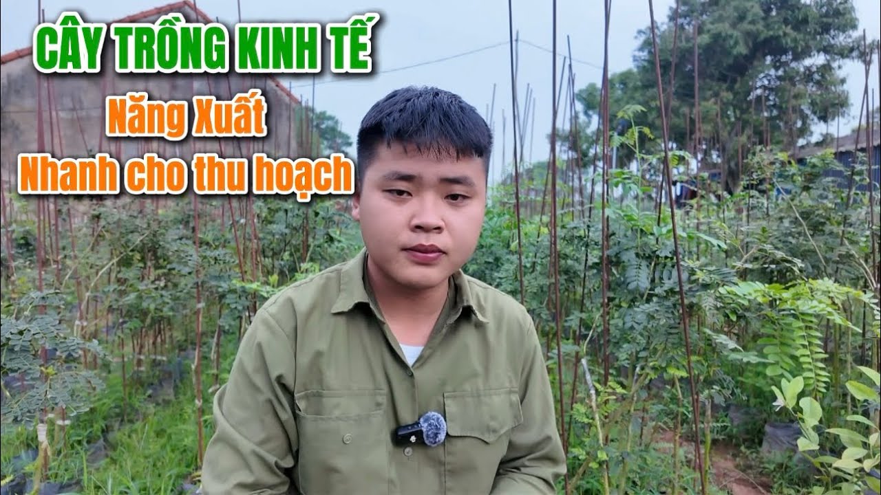 Cây trồng kinh tế trồng cây bồ kết nhanh ra tiền