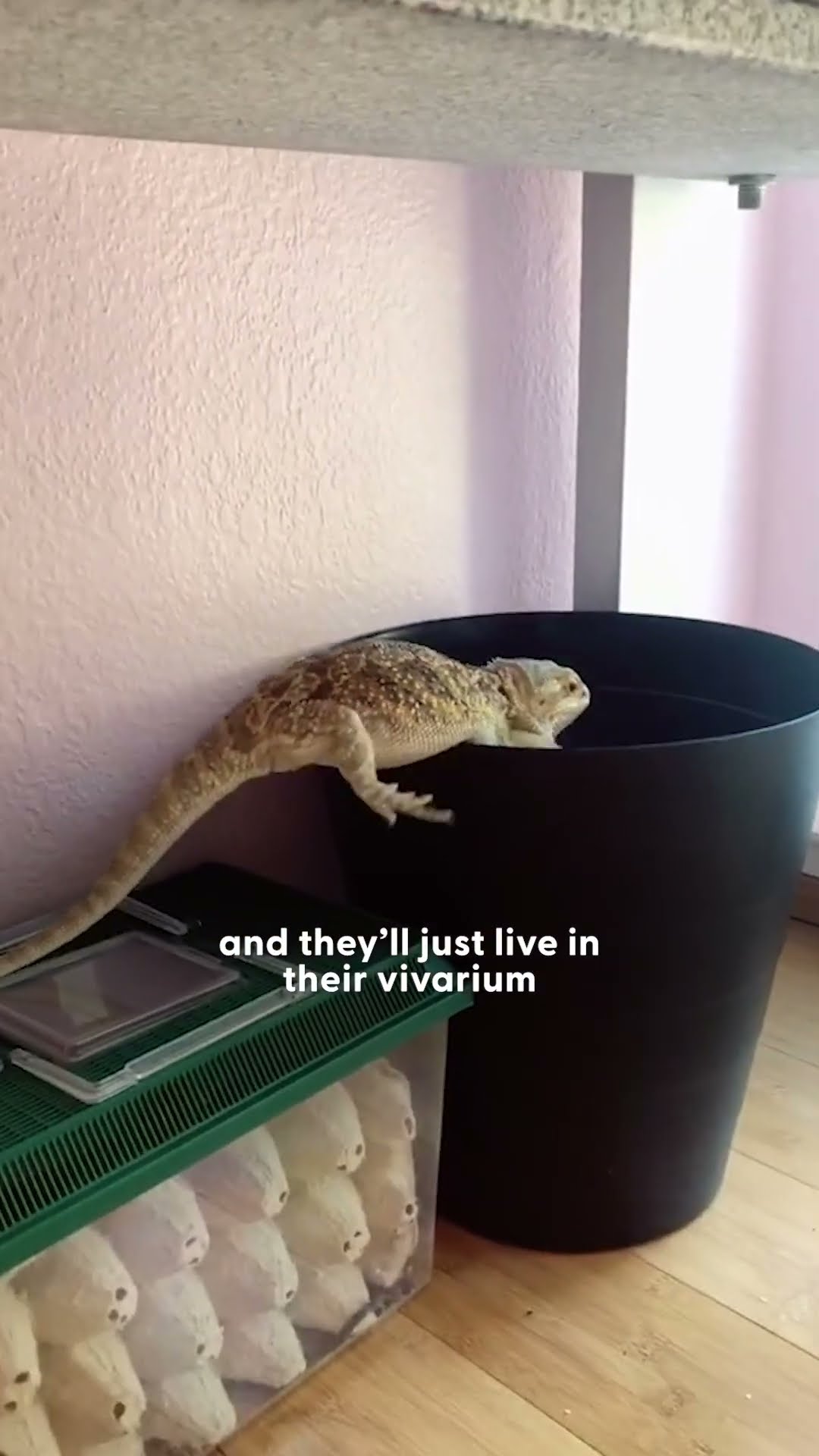 Beaded Dragon Is Obsessed With His Mom's Voice | The Dodo