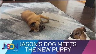 Jason's older dog meets the new puppy