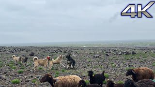 GÖÇ YOLCULUĞUNA BAŞLADIK  GÜN BOYU KÖPEKLER BİRBİRNE GİRDİ   4K