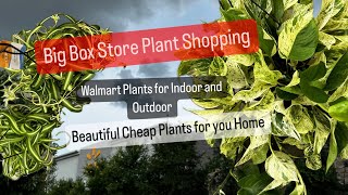 Big Box Store Plant Shopping Walmart Indoor House Plants Cheap Prices Outdoor Garden Plants for Home