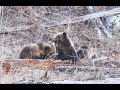 Playful Grizzly Bear Cubs Yellowstone May 2024