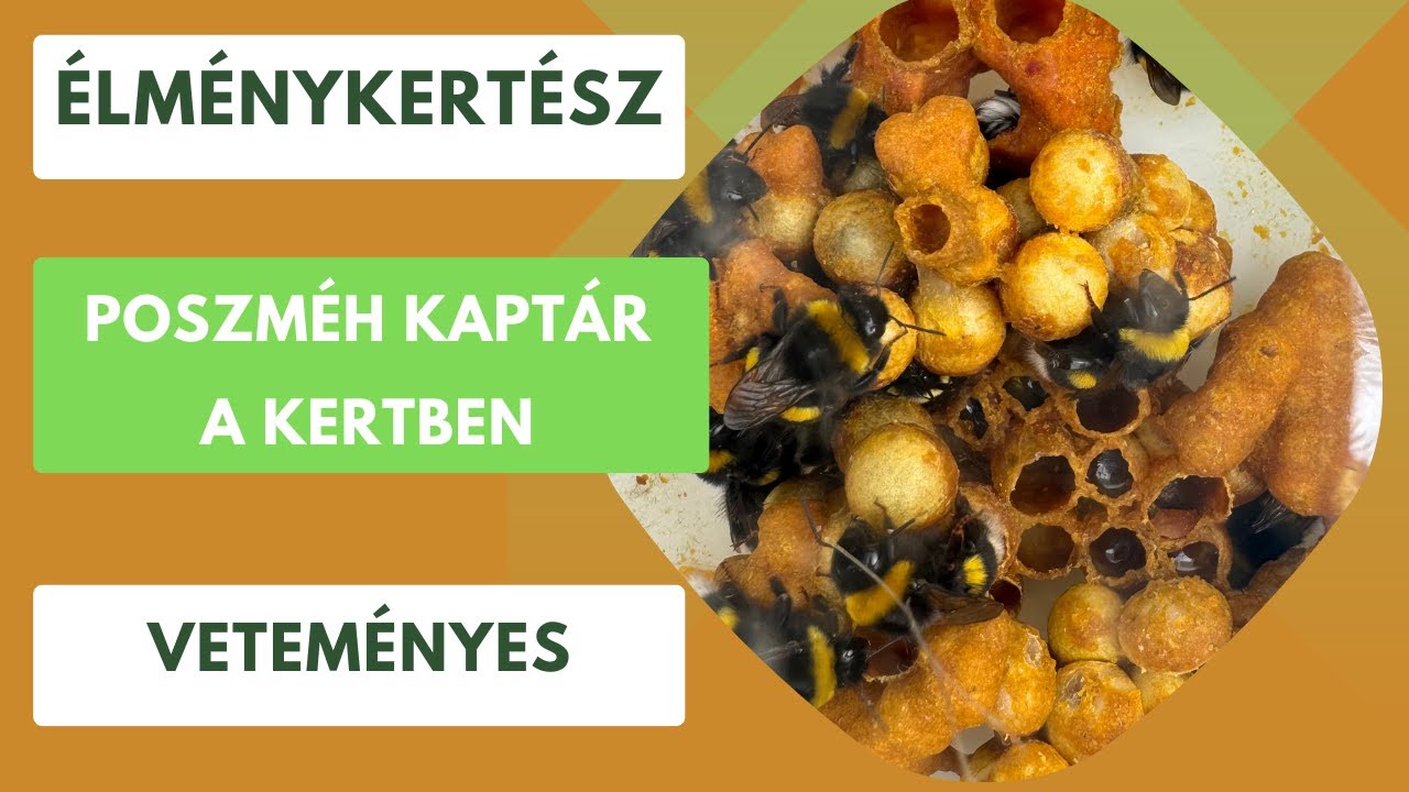 Poszméh kaptár a kertben🐝