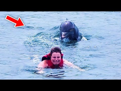 აი რატომ უნდა ეშინოდეს მსოფლიოს დელფინის!