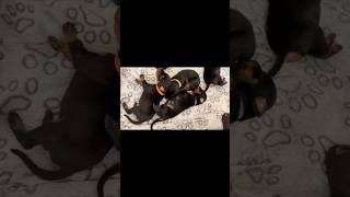 We Bred the Cutest Doberman Puppies of 2025