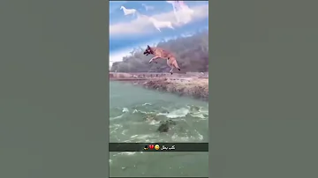 كلب بطل 