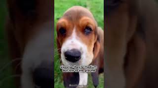 BASSET HOUND 101: UNDER 60 SECONDS