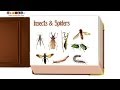 Infant Early Learning Educational Video: Insects &amp; Spiders