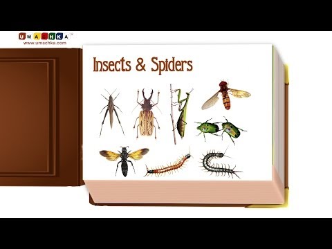 Video: Helper Insects