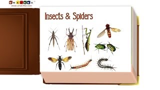 Infant Early Learning Educational Video: Insects &amp; Spiders