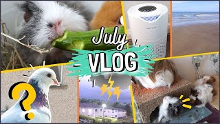 Angry guinea pigs, new pet room product, thunderstorms and mysterious pigeons?! | July Vlog!