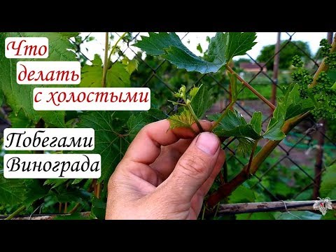 Что делать с холостыми побегами на винограднике