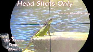 Invasive Iguana Hunting &amp; DIY iPhone scope camera mount - South Florida Invasive Species Hunt