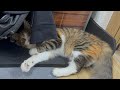 【保護猫】ブラッシングしても毛があまり抜けないニコちゃん