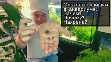 Ольховые шишки в аквариум .Зачем?Почему?Нахрена?