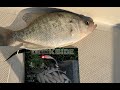 Easy way to catch Crappie using Dockside Custom Baits! #Shorts #Garmin Livescope