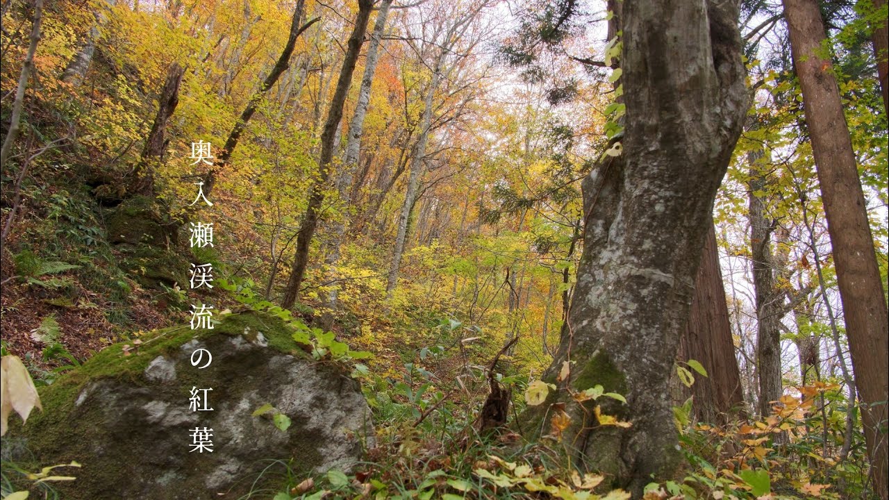 紅葉の奥入瀬渓流.青森県十和田湖 🍁奥入瀬渓流の紅葉(十和田湖)🍁《十和田市》「カメラ散歩【4k