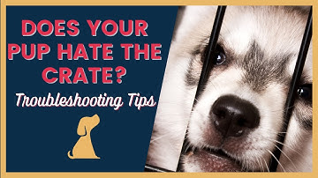 What to Do When Puppy Hates the Crate