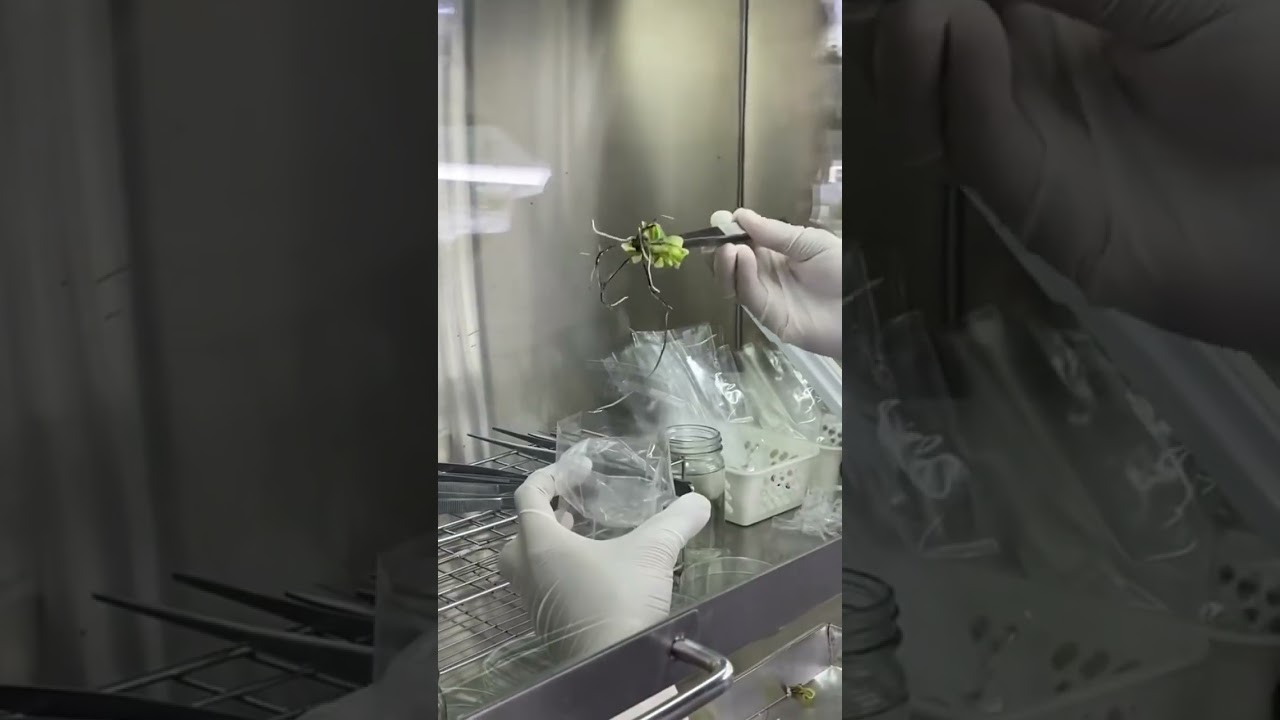 Tissue culture 