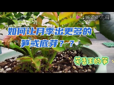如何让月季出更多的笋或底芽，我的方法与你共享How to make roses produce more shoots or bottom buds