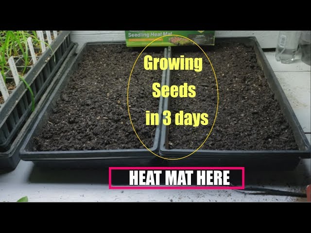 Do I Need a Heat Mat to Start Seeds? 