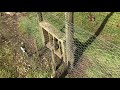 Pheasant Poults in the release pen by Jonathan Rumboll