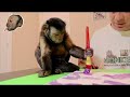 Monkey canvas painting the purple