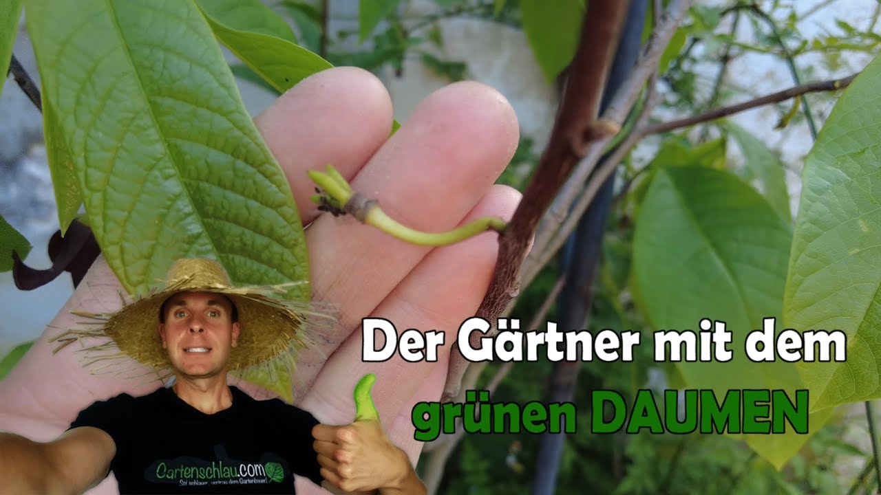 Pawpaw-Fruchtansatz: Drei Indianerbananen leben noch