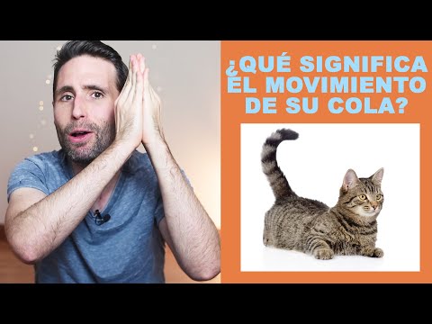 Vídeo: ¿Por Qué Mi Gato… Pega Su Trasero En Mi Cara?