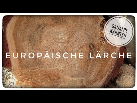 Video: Lärche (Pflanze) - Nützliche Eigenschaften Und Verwendung Von Lärche, Lärchenkegel, Samen, Nadeln. Sibirische Lärche, Nadelbaum