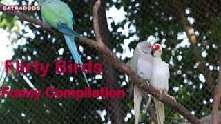 Flirty Birds | Best Funny Birds Video Compilation