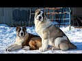 КАК ЖИВУТ ЩЕНКИ АЛАБАЯ (САО) В ПИТОМНИКАХ // Tik Tok Puppies Alabai Compilation 2020