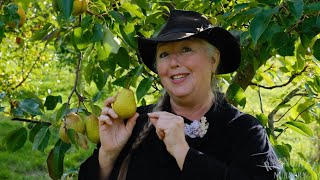 Raintree Nursery Fruit Feature: Tsu Li Asian Pear