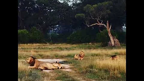 Four male lions calling in Botswana - DayDayNews