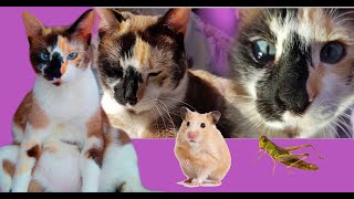 Смешные коты. Приколы с кошками. TOP VIDEO. Gatos graciosos! Videos de risa 2020!