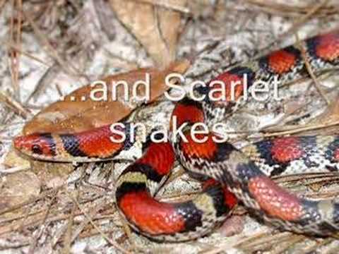 Identifying North American Snakes - Coral Snakes