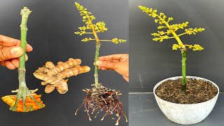 If You Want To Know How To Make Mango Branch Grow By Cutting It.... With Turmeric