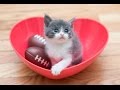 Meet Small Fry, The Tiniest Kitten