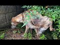 雨に濡れたくないぬ、中々おトイレ出来ない 元猟犬のプロットハウンド