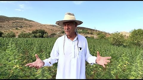 Moroccan Strains with Steve DeAngelo