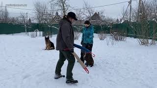 Занятие с немецкой овчаркой на выдержку