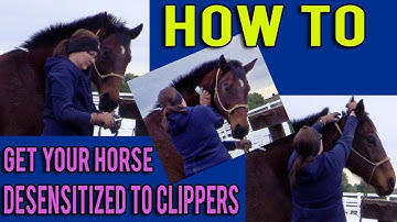 How To Trim Your Horse