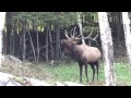 Wapiti en rut