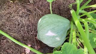 Ini's moestuin #20 - Aardbeien stekken en een rondje langs de groenten in de moestuin.