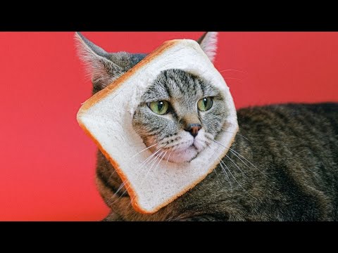 Lustige Katzen Videos 2021- Lustige Tiere | Lieblingskatze 💓